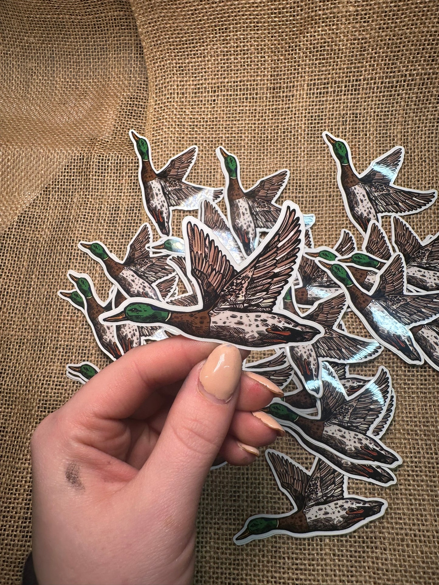MALLARD DUCK STICKER