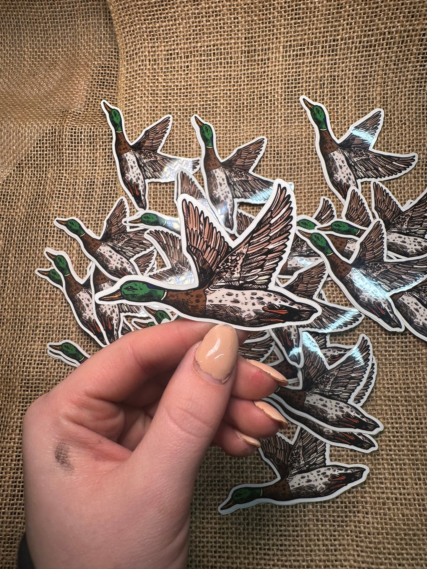 MALLARD DUCK STICKER