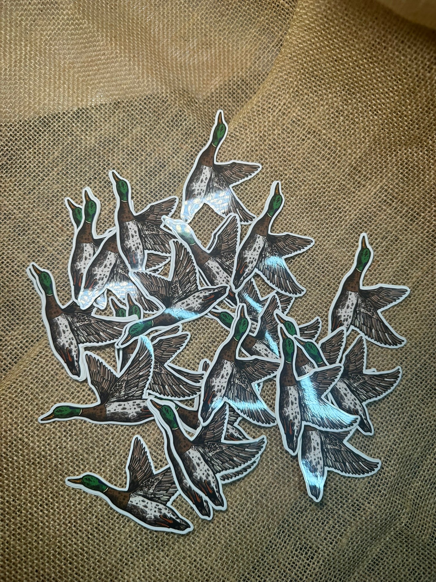 MALLARD DUCK STICKER