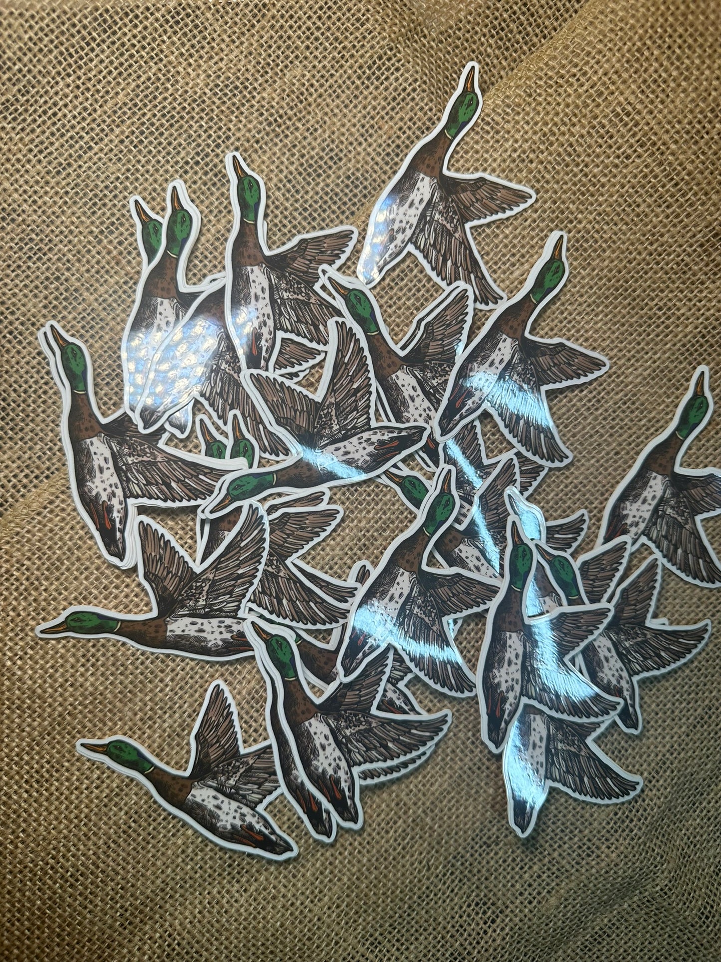 MALLARD DUCK STICKER