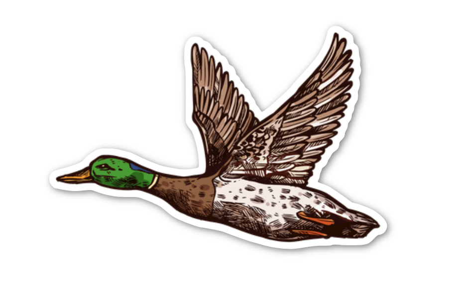 MALLARD DUCK STICKER